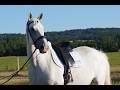 Ruin Lipizzan Te koop 2018 Schimmel
