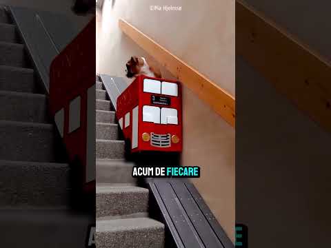 A Construit Un Lift Pentru Catelul Ei