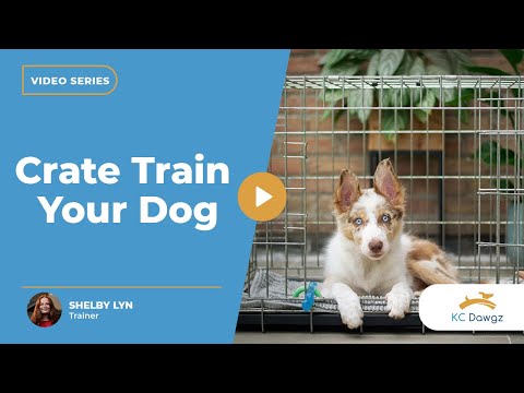How to Crate Train Your Dog or Puppy | KC Dawgz
