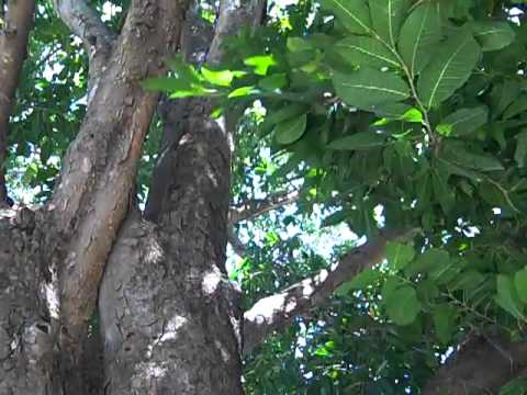 Brosimum alicastrum fruit - YouTube