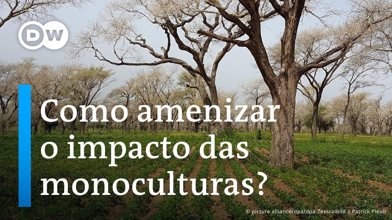 Agrossilvicultura: o que é e por que a técnica ameniza o impacto das monoculturas
