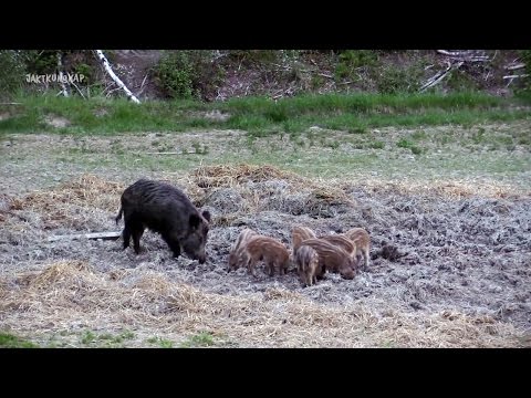 Åteljakt och åtelkunskap (ur Del 1 av Jaktkunskap)