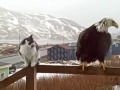 Amazing!! Eagle life with cat and people