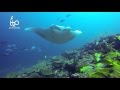 Moofushi Kandu, H2O Explorers, Maldives, Manta, Haie, Ari Atoll - Moofushi Kandu, Malediven