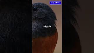 ASESINOS DEL CIELO: El Poder Oculto de Buitres, Águilas y Halcones #animals #ciencia #animales