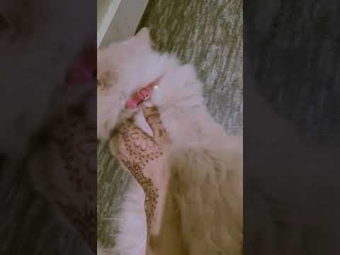 ''Baby Nawab is getting distracted  by rimsha's voice 😂😁😘#adorable #beautiful #cats #catslover #