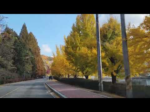 Coreia do Sul (Gyeongsangbuk-do) [Cidade de Andong] Nakgang Waterway Park_Ginkgo Street View
