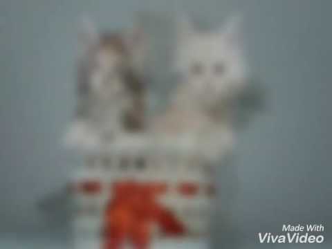 Kołysanki#1 Aaaa kotki dwa. 🐱🐱