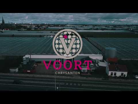 Honselersdijk - Van der Voort Chrysanten