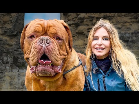 DOGUE DE BORDEAUX / FEROCIOUS GUARD DOG OR FAMILY PET? - French Mastiff