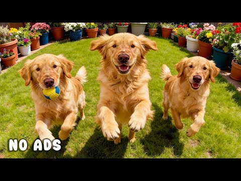 24 Hours of Dog TV for Dogs to Watch 🐶🎶 Stress Relief Music for Dogs & Gentle Relaxation 🌱🐾