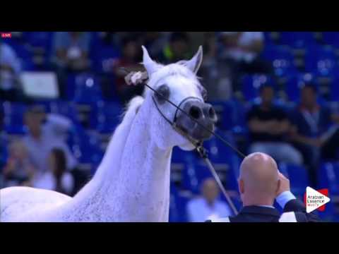 N.122 MAGIC MA CHERIE - Dubai 2016 - Mares 10 years old and over (Class 7)