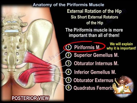 Anatomía del músculo piriforme - Todo lo que se necesita saber