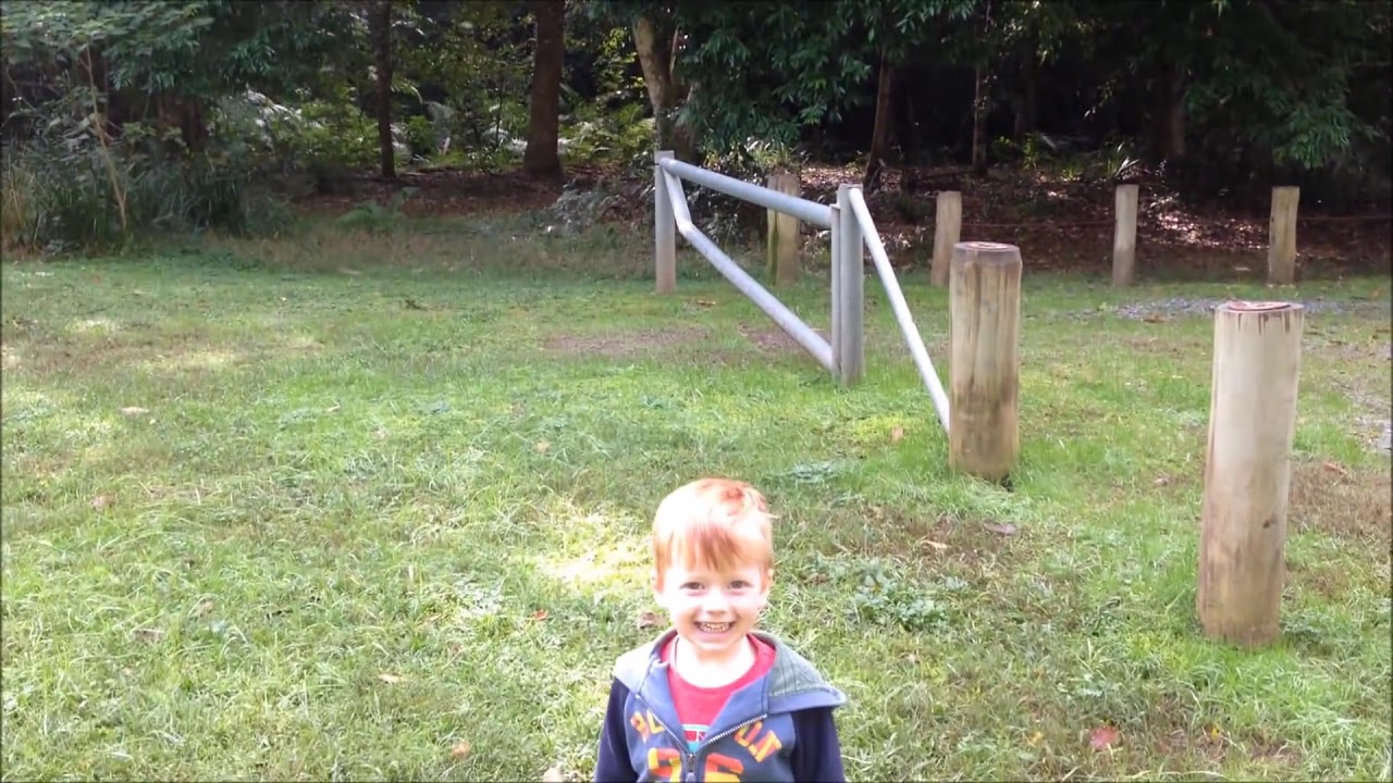 Controlling swarms of flies and gnats by singing tones to them