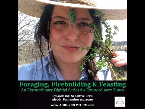 Episode 80: Sensitive Fern__"Foraging Firebuilding & Feasting" Film Series by Agrisculpture