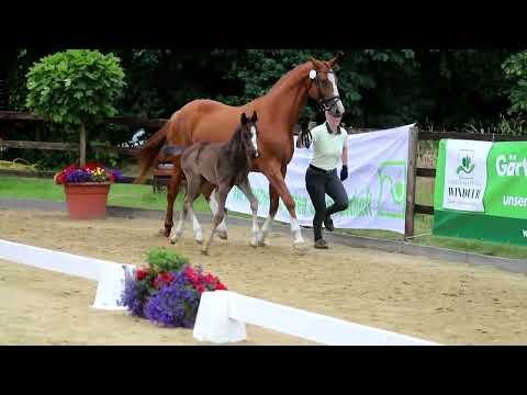 30. Hengst, geb. 08.05.2022 – V: Fürst Belissaro M: Dancier – Friedensfürst