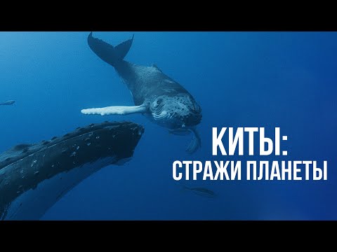 Киты Стражи планеты .Les gardiennes de la planète (2023) Документальный фильм