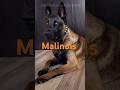 The Malinois Is Basically A Special Forces Agent In Torpedo Suit Shorts Malinois