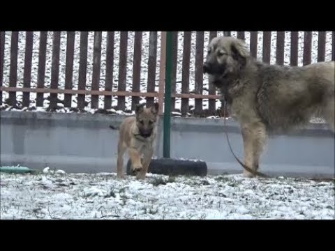 Trening sa šarplanincem-(2018)