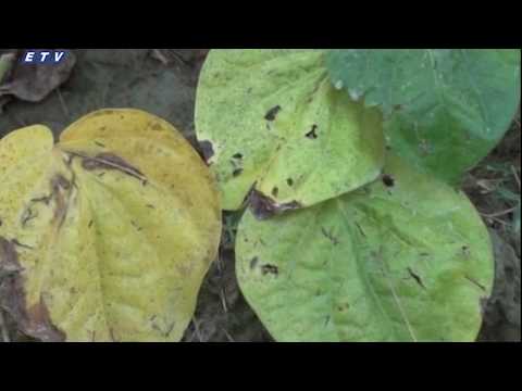 আবহাওয়ার বৈরীতায় ক্ষতির মুখে কয়েক হাজার পান চাষি