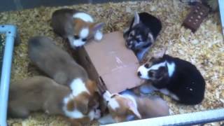 Career Advice From Baby Animals #2: At the end of the day, it all comes down to