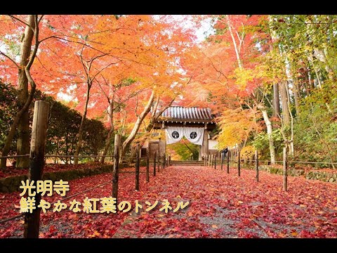 長岡京市　光明寺 紅葉
