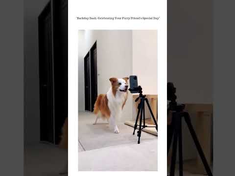 Dog birthday 🥳🎂 #followme #add1subscriber #catlovers #youtubeshorts #hashtag #funnyvideo