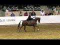 2009 U S National Arabian Half Arabian Championship Arabian Ladies English Side Saddle
