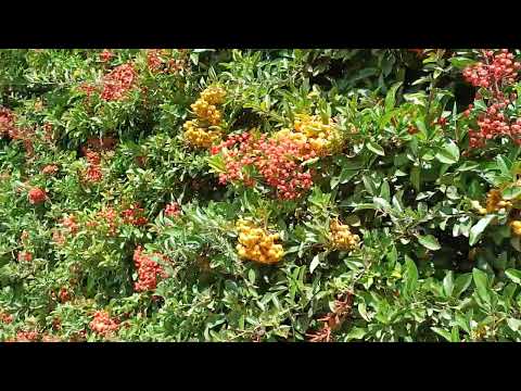 Argentina-Río Negro. Colonia Suiza. San Carlos de Bariloche. Colonia Suiza