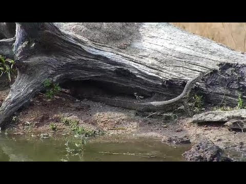 Djuma: Water Monitor Lizard on the move - 13:43 - 06/06/19