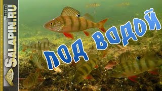 Какая рыба на какую мормышку лучше клюет
