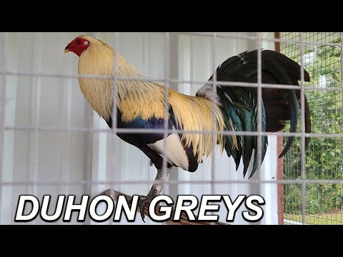 Duhon Grey Bacson Peralta Farm Visit Beautiful Birds