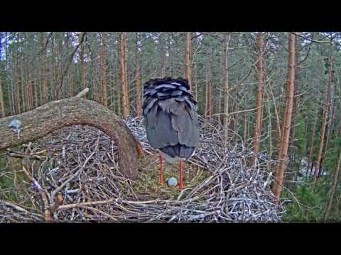 2017 04 17 17h34m Estonia Black Stork~Kati sneezes a long time