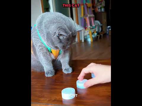 Dogs vs memory game vs Cat 💀 #edit #animal #skulledit #usa