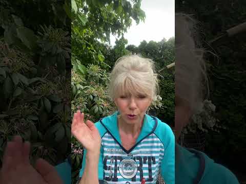 Besenreiser/Krampfadern/ Schmerzen mit DMSO wirksam beseitigen. Rosskastanien Extrakt als Zusatz