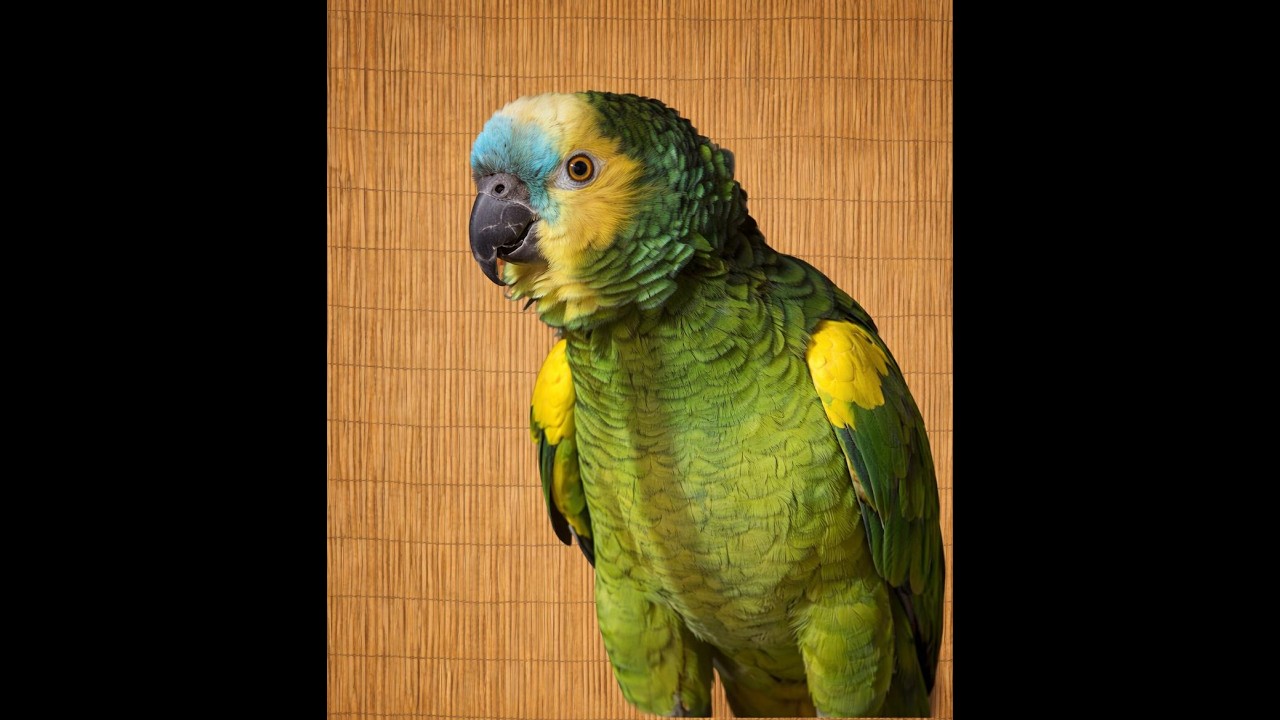 CC BFA YO M Prefers Men , an adoptable Amazon in Vancouver, WA video 6/6