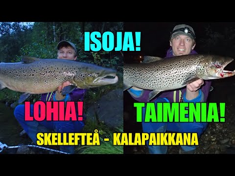 RUOTSIN KALAPAIKAT - Skellefteå Lohenkalastus ja Spinfluga - kalastus ( River Ranger Kalavinkit )