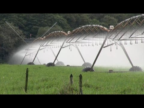 AGROPECUARIA COROZITO HACIENDA COROZITO CAP 1   MANI CASANARE