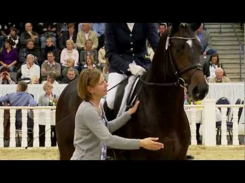 Hannoveraner - Erfolg in aller Welt