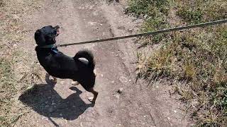 Video preview image #1 Chihuahua Puppy For Sale in Bandera, TX, USA