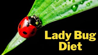 What Do Ladybugs Eat? | Ladybug Diet and Nutrition