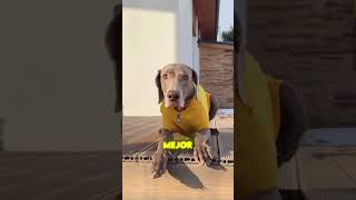 ¡Mi Perrito Está Triste! 🐶🥺💔
