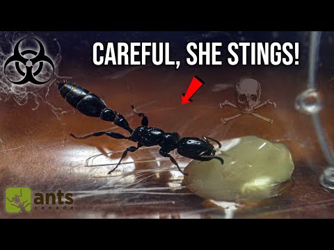 I Caught The Strangest Queen Ant I've Ever Seen