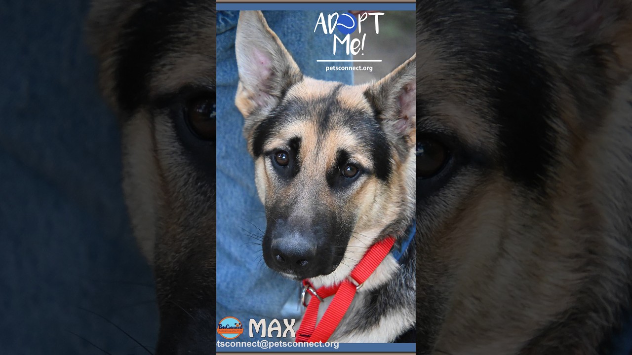 Enlarge MAX, a ADOPTABLE German Shepherd Dog in South Bend, IN video 2/6