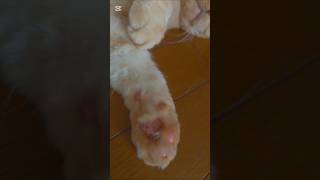 犬と猫がいる日常の風景