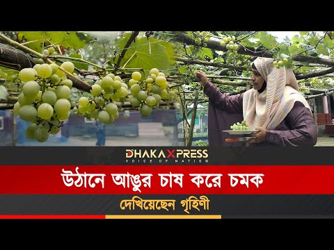 স্ট্রবেরি থেকে আঙুর চাষ, গৃহিণীর সফলতার গল্প গ্রাম থেকেই