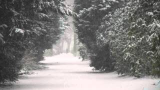 Winter - Tori Amos (covered by Alice Bruno)