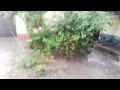 Satsang Premanand Ji Maharaj Vrindavan Status Shorts Motivation