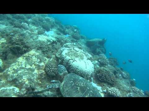 Scuba Dive at Tunnels Reef in Kauai