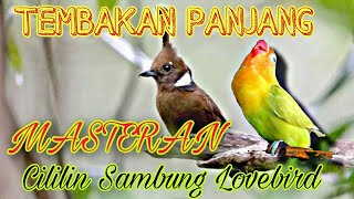 Download lagu MASTERAN CILILIN SAMBUNG LOVEBIRD NEMBAK PANJANG mp3